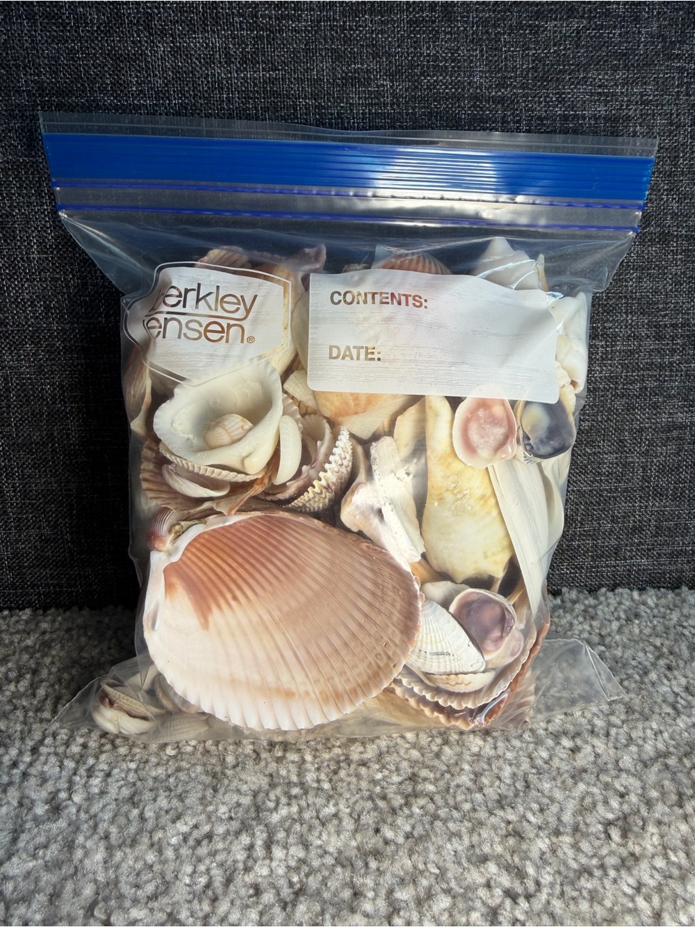 Quart of Assorted Seashells from Florida